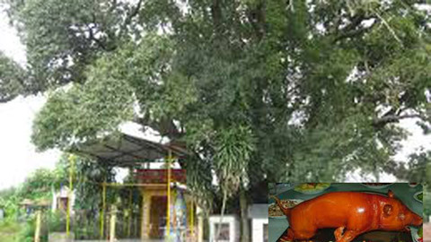 Ngôi miếu và cây cổ thụ linh thiêng cho số trúng độc đắc