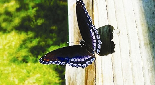 Dấu hiệu nhận biết những 'điềm báo' may mắn sắp đến với bạn