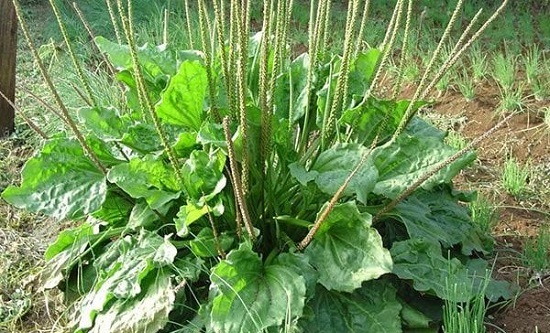 Bài thuốc bí truyền chữa dị ứng của bà lão xứ Thanh