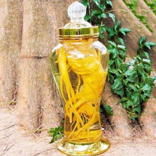 Đinh lăng cây thuốc kỳ diệu