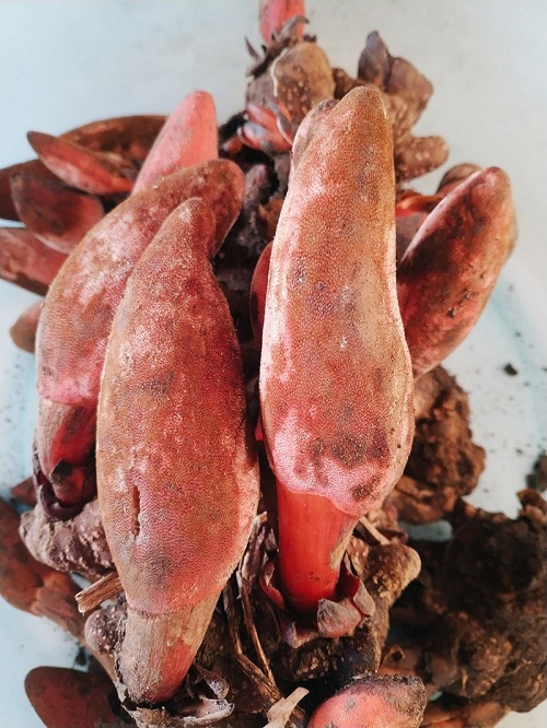 Công dụng kỳ diệu của nấm ngọc cẩu