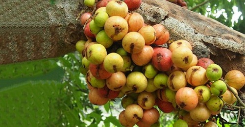 Sung – vị thuốc “kỳ diệu” trong Đông y