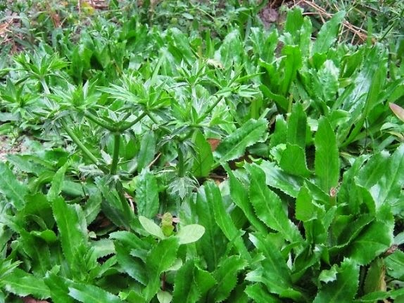 18 bài thuốc hay từ cây mùi tàu