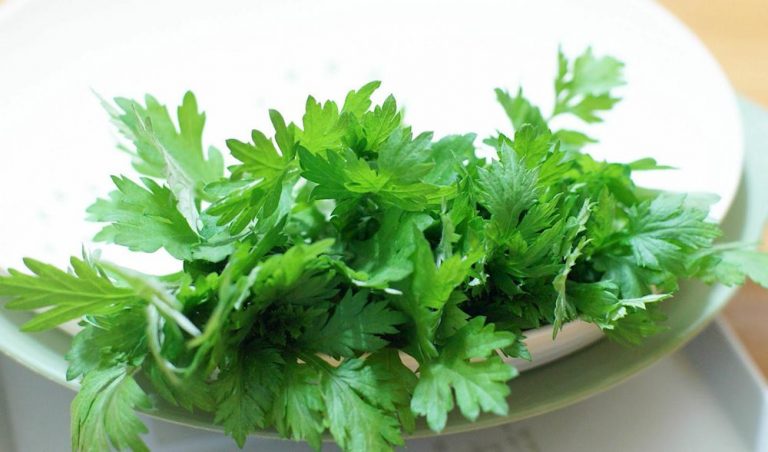 8 công dụng chữa bệnh tuyệt vời từ cây ngải cứu